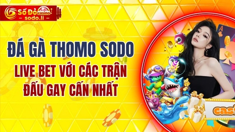 đá gà Thomo SODO