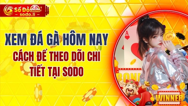 xem đá gà hôm nay